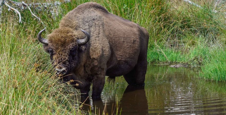 Visite de la Réserve des Bisons d’Europe en Margeride