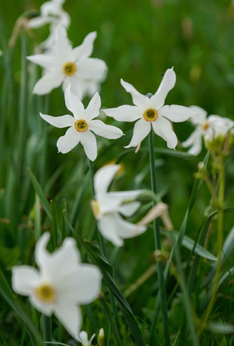 Flore de Margeride ©Jean-Sébastien Caron