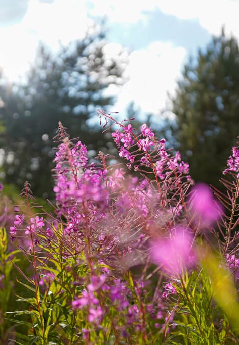 Flore de Margeride ©Jean-Sébastien Caron