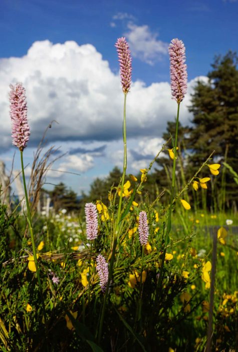 Flore de Margeride ©Jean-Sébastien Caron