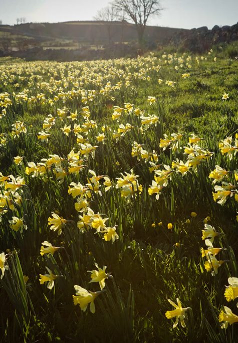 Flore de Margeride ©Jean-Sébastien Caron