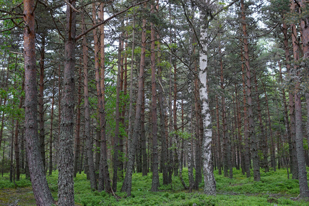 Forêt de Margeride et du Gévaudan©Jean-Sébastien Caron