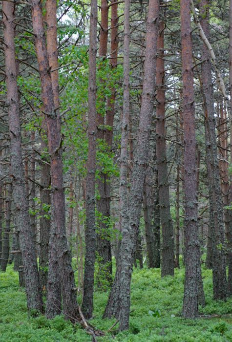 Forêts du Gévaudan ©JS Caron – OT Margeride en Gévaudan