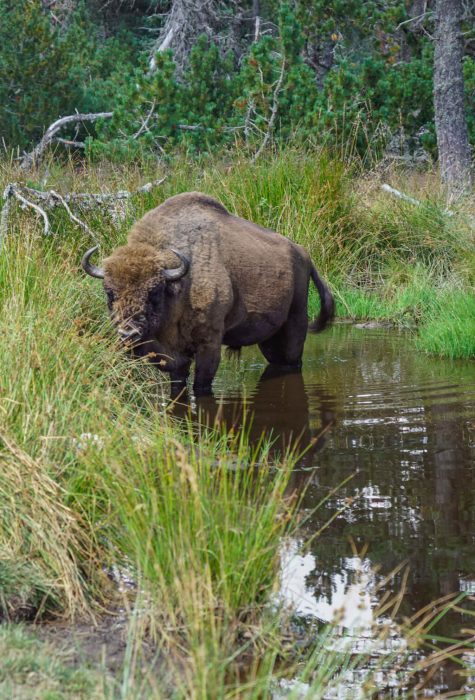 Les Bisons d’Europe ©Jean-Sébastien Caron