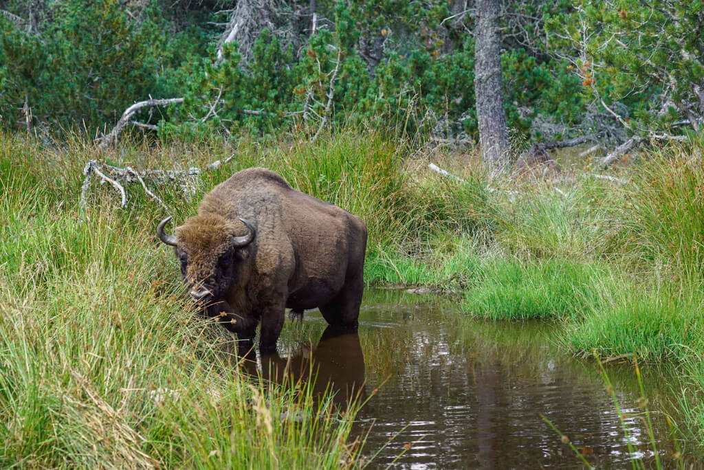 Les Bisons d’Europe ©Jean-Sébastien Caron