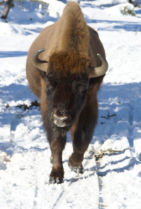 Visite de la réserve des Bisons d’Europe en Margeride en hiver ©Jean-Sébastien Caron