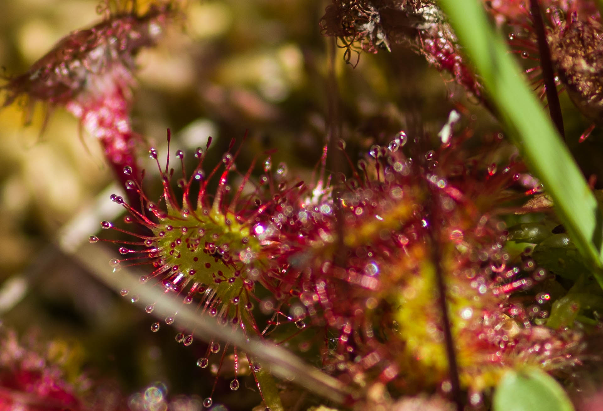 La drosera dans les Tourbières de Lajo en Margeride © Marion Larguier