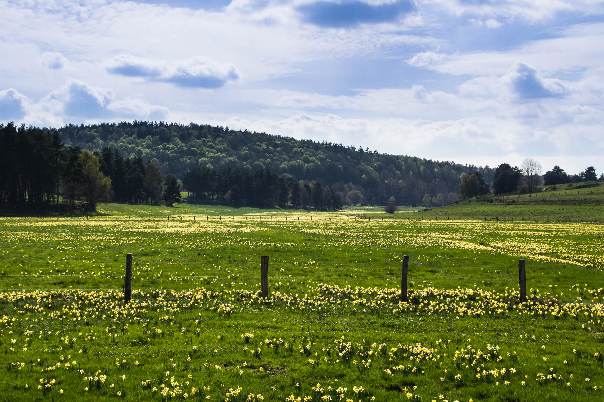 Champ de jonquilles en Margeride © Marion LARGUIER