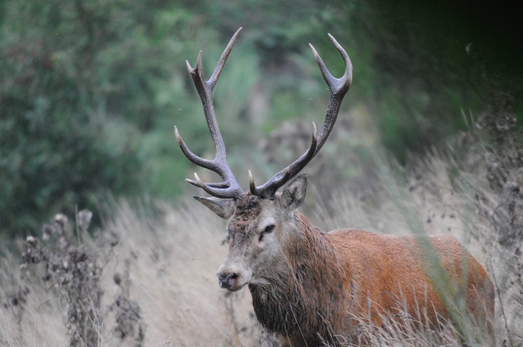 Automne en Margeride - Écouter le brame du cerf