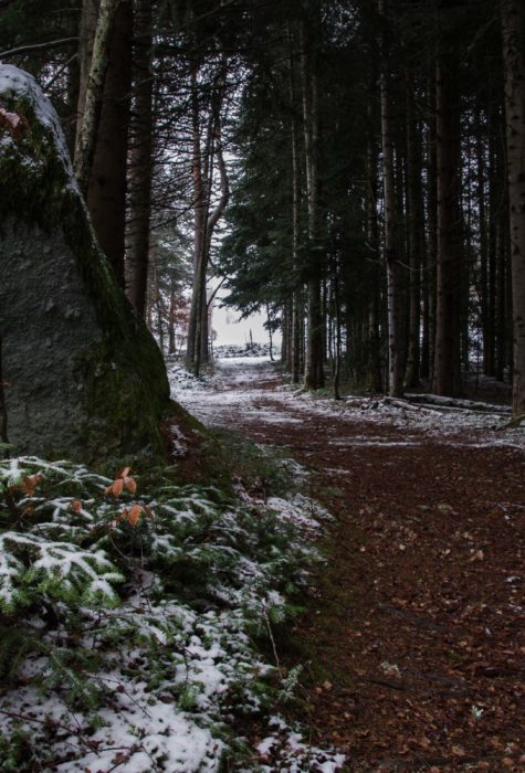 Foret de Margeride dans l’ancienne province du Gévaudan