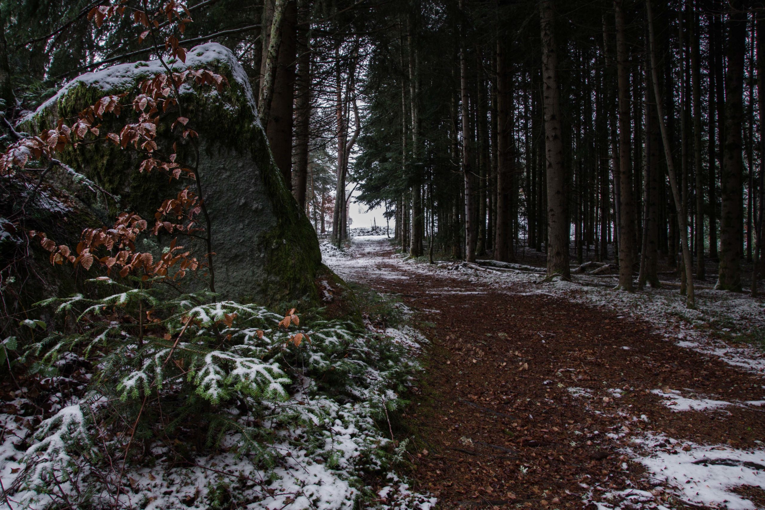 Foret de Margeride dans l’ancienne province du Gévaudan